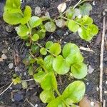 Lysimachia nummularia Leaf