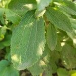 Stevia rebaudiana Ліст