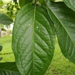 Bunchosia dwyeri Leaf