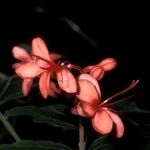 Clerodendrum buchananii Blomma