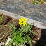 Oenothera triloba Blomst