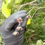 Matayba elaeagnoides Fruit