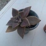 Graptopetalum paraguayenseFolha