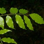 Machaerium seemannii Leaf