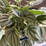 Peperomia albovittata Ліст