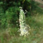 Phleum nodosum Kvet