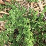 Dysphania multifida Hoja