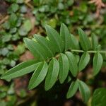 Campsidium valdivianum Hoja