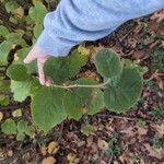 Corylus americana Hoja