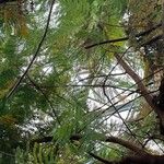 Peltophorum africanum Leaf