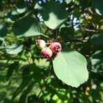 Amelanchier alnifolia Fruit