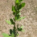 Searsia natalensis Leaf