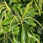 Castanea crenata Leht