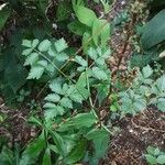 Pimpinella major Blad