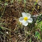 Helianthemum apenninumFlower