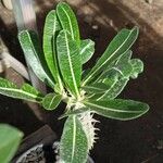 Pachypodium rosulatum পাতা