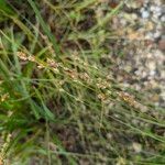 Carex divulsa Fruto