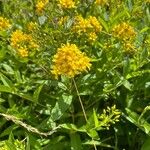 Lysimachia vulgarisFlower