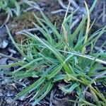 Poa alpina موطن