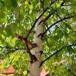 Betula papyriferaবাকল