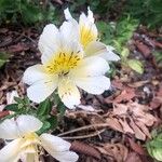 Alstroemeria pelegrina Flower