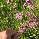 Viscaria vulgarisFlower