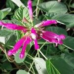 Salvia involucrata Flower