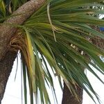 Yucca aloifolia List