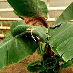 Musa acuminata Hoja