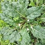 Mandragora autumnalis Flower