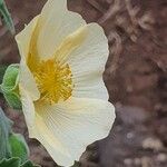 Abutilon grandiflorum Virág