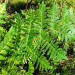 Osmunda regalis পাতা