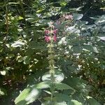 Stachys sylvatica Цветок