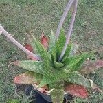 Aloe maculata Leht