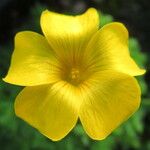 Oxalis perdicaria Λουλούδι
