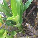 Epidendrum rigidum List