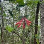 Lonicera sempervirens Цветок