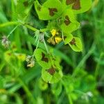 Medicago arabica Blatt