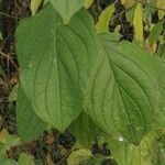 Cornus sanguinea Blatt