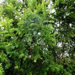 Taxus canadensis 葉