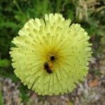 Malacothrix glabrata Flower