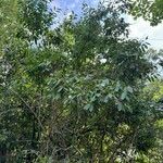 Lonicera morrowii Хабит