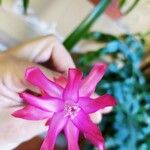 Schlumbergera bridgesii Flor