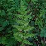 Dryopteris carthusiana Hoja