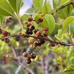 Searsia natalensis Fruit