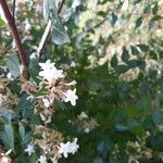 Abelia x grandiflora Flower