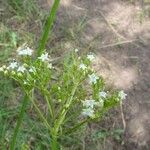 Valeriana occidentalis ᱛᱟᱦᱮᱸ