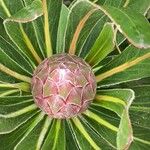 Protea caffra花