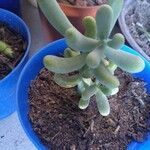 Sedum allantoides Folha