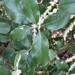 Garrya elliptica Leaf